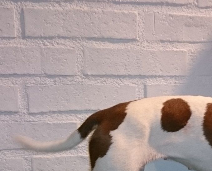 Sheridog Astrid O Primeiro