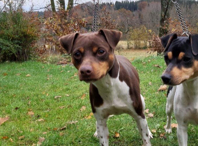 Hugo och Sheridog Vaca Bonita 