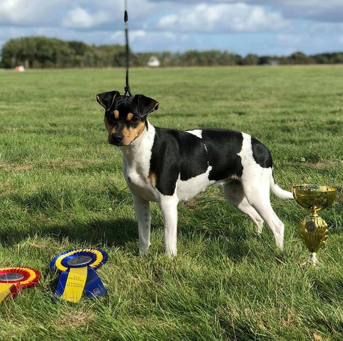 Such Sheridog Vaca Bonita