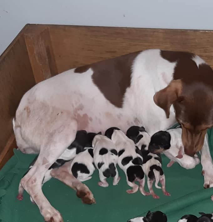Den 19/10 kom det valpar i Kennel Sheridog igen...
Det blev 10 st livliga valpar..Helt ofattbart 🙈🙈

Far: Seu Jorge Do Jardim Imbui
Mor: Sheridog Praia Do Rose