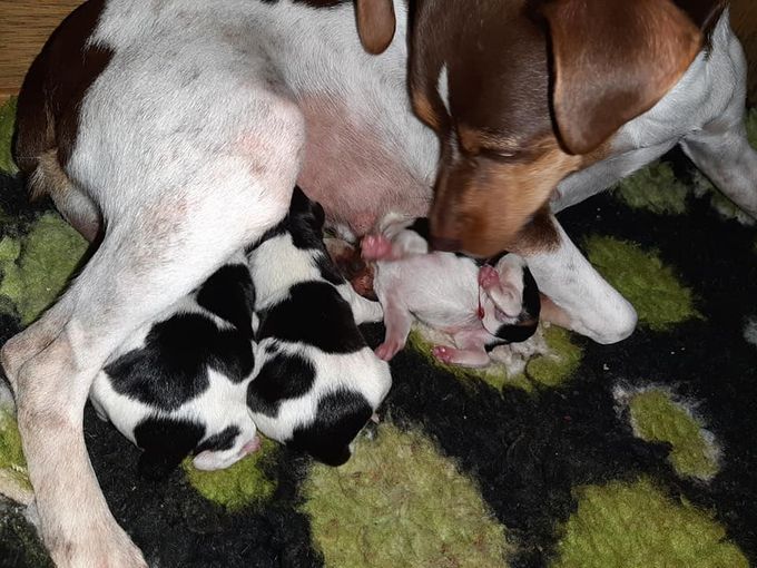 Den 17/10 har det kommit tre små valpar på Kennel Sheridog. 💙💙💙
Far: Zoli-Dares Brazilian Zamba Duke.
Mor: Zoli-Dares Caipirinha Chacha Queen