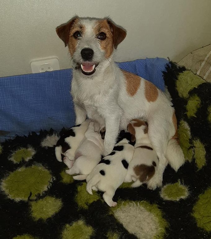30/5 kom det 4 fina valpar till världen.

Mor: Brittany Winged Star
Far: Sheridog Sunbury